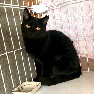 おっとり系女子