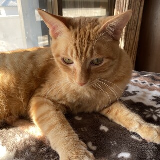 控えめな茶トラくん