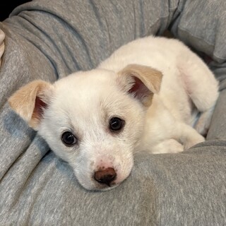 メリー♀のずっとのおうちを探しています