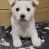 メリー♀のずっとのおうちを探しています サムネイル2