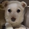 メリー♀のずっとのおうちを探しています サムネイル3