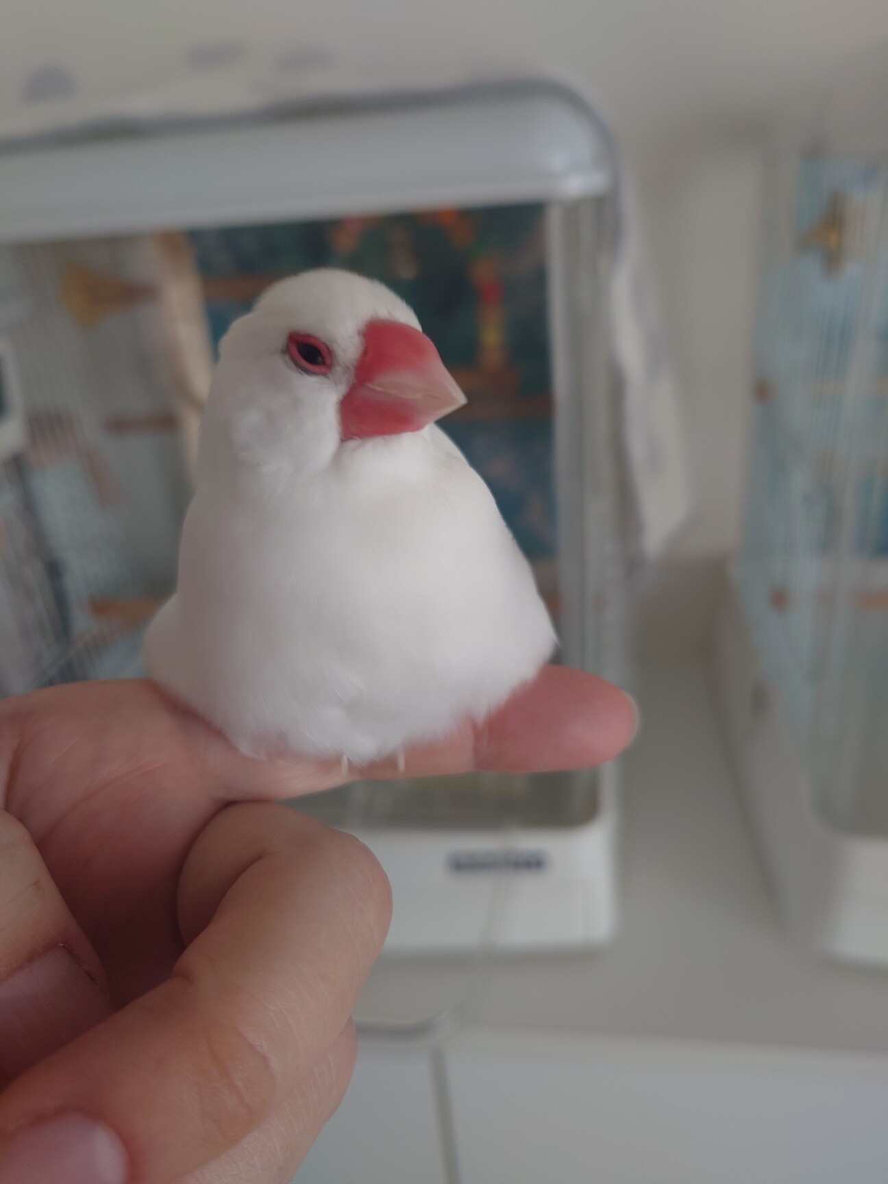 白文鳥 もうすぐ6歳 オス 」神奈川県 - 鳥の里親募集(537082