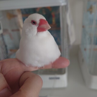 白文鳥　もうすぐ6歳　オス　