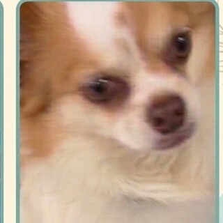 チワワ５歳の男の子　里親募集