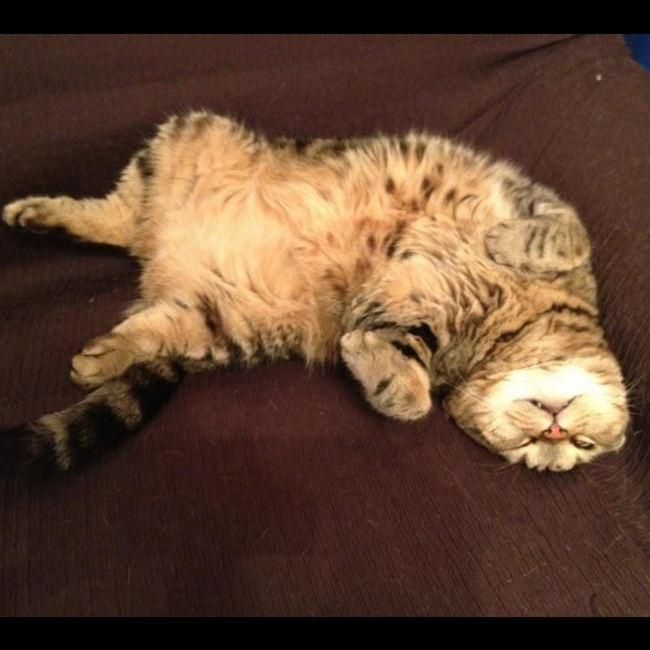 いべべのカバー写真