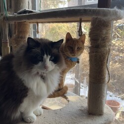 猫ども、警戒アラート発令！