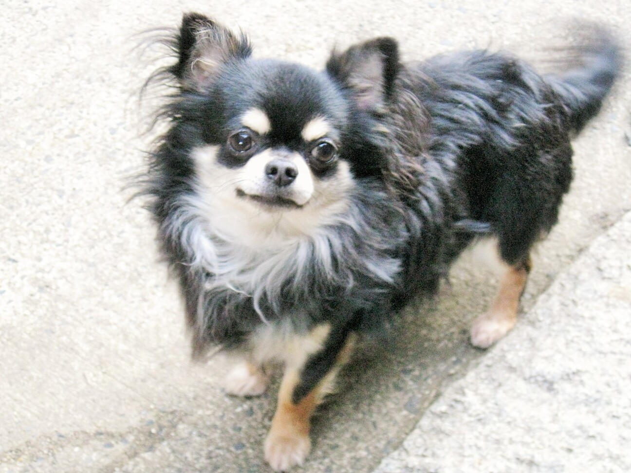 チワワ 成犬 男の子」三重県 - 犬の里親募集(537084) :: ペットの