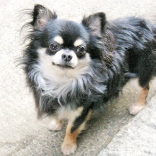 チワワ　成犬　男の子