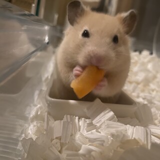 無事に里親決定いたしました ありがとうございます