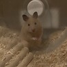 無事に里親決定いたしました ありがとうございます サムネイル2