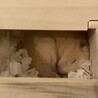 無事に里親決定いたしました ありがとうございます サムネイル3