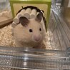 無事に里親決定いたしました ありがとうございます サムネイル4