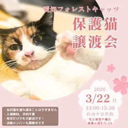 保護猫譲渡会　名古屋
