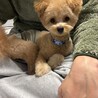 元気いっぱいフレンドリーな男の子♡ソイくん サムネイル2