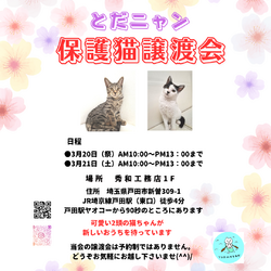 とだニャン保護猫譲渡会