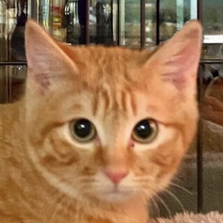 丸顔の可愛い茶トラ男の子ティガー君