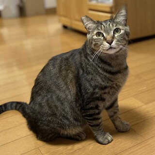 スーパー甘えん坊のキジトラ男の子