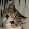 丸顔の可愛い三毛の女の子コタビちゃん