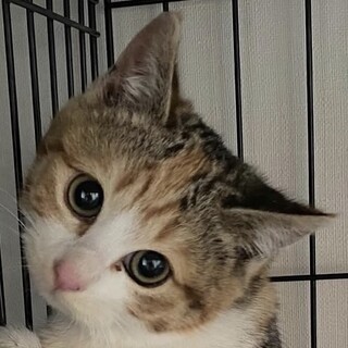 丸顔の可愛い三毛の女の子コタビちゃん