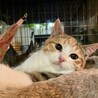 丸顔の可愛い三毛の女の子コタビちゃん サムネイル3
