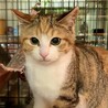 丸顔の可愛い三毛の女の子コタビちゃん サムネイル4