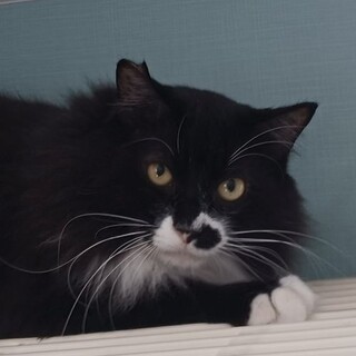 人見知りのトムテムくん　怖がりさん