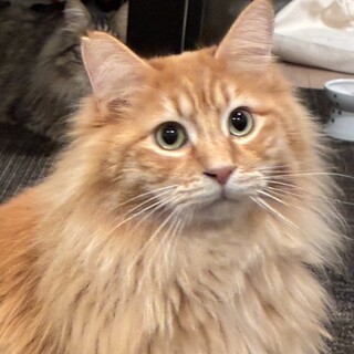 ゴージャス！国宝級の長毛プリンス「染五郎」