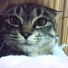 人慣れヨシ！小柄なキジトラ女の子はるか25年春生れ サムネイル4