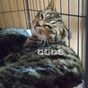 リラックス甘えん坊キジトラかなた君25年春生れ サムネイル2