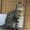 リラックス甘えん坊キジトラかなた君25年春生れ サムネイル4
