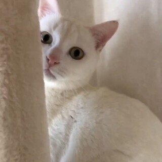 田舎のシロちゃんファミリー３