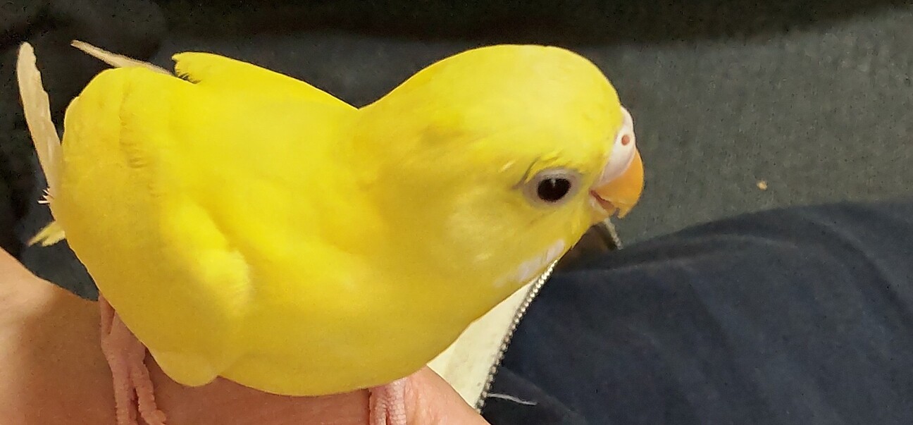 セキセイインコ里親募集」滋賀県 - 鳥の里親募集(537097) :: ペットの