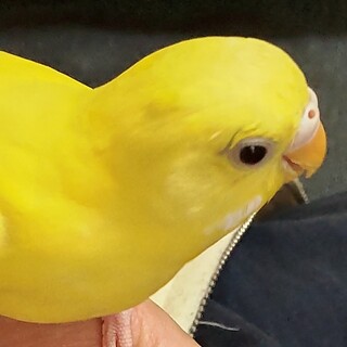 セキセイインコ里親募集