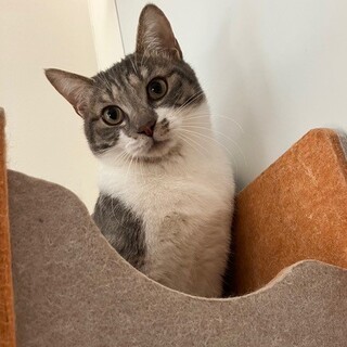 グレーのキジが魅力！ぱっちりお目目の美男「コロ」