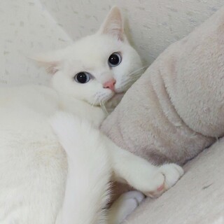 田舎のシロちゃんファミリー４