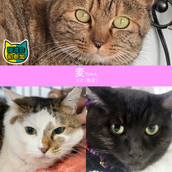 人懐っこい中猫成猫19匹★みよし市