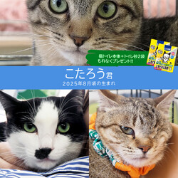 人懐っこい中猫成猫19匹★みよし市 サムネイル2