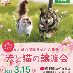 保護猫の譲渡会