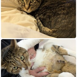 「［ふうま君］と［くりまんじゅう君］の医療について」サムネイル1