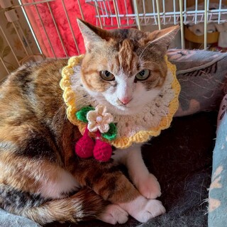 ３匹のお母さん　まさこちゃん