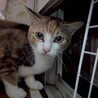３匹のお母さん　まさこちゃん サムネイル3