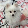 明るく天真爛漫な白ポメ　みずき