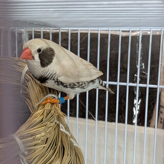 大変仲の良いペアです