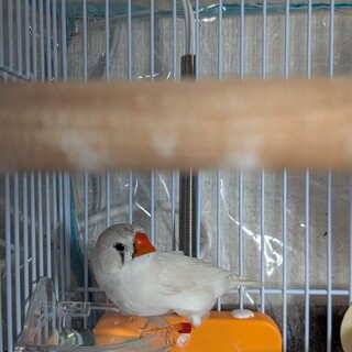 ちょっと怖がりな子です。