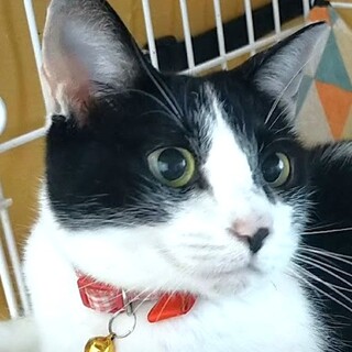 子猫みたいに小さい女の子☆