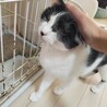 子猫みたいに小さい女の子☆ サムネイル4
