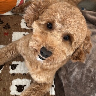 お留守番が出来ます。ちょっと大きめのトイプードル