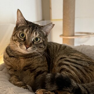 エイズキャリアのサビキジちゃん避妊済み