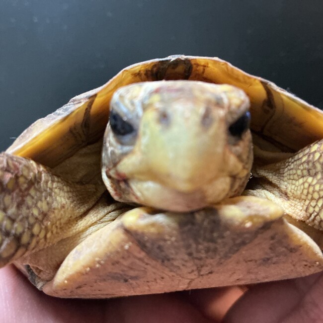 ばじけいすけのカバー写真