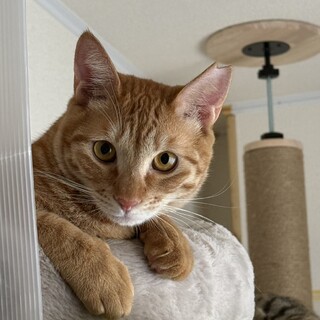 エイズキャリアのタクオくん去勢済み